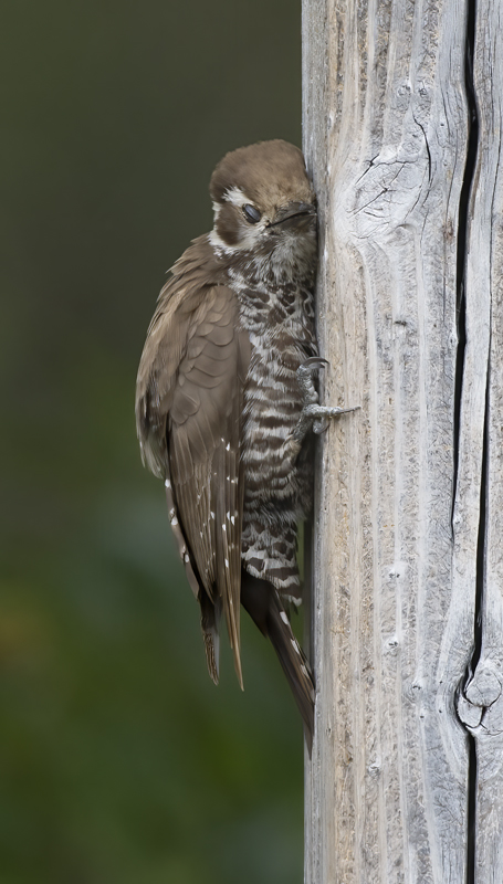 Arizona_Woodpecker_15_AZ_006