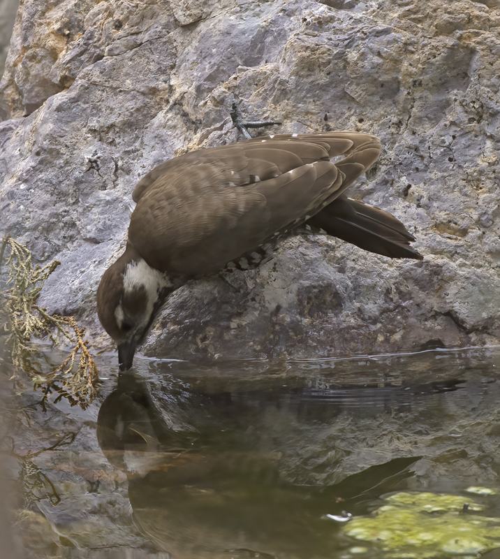 Arizona_Woodpecker_15_AZ_010