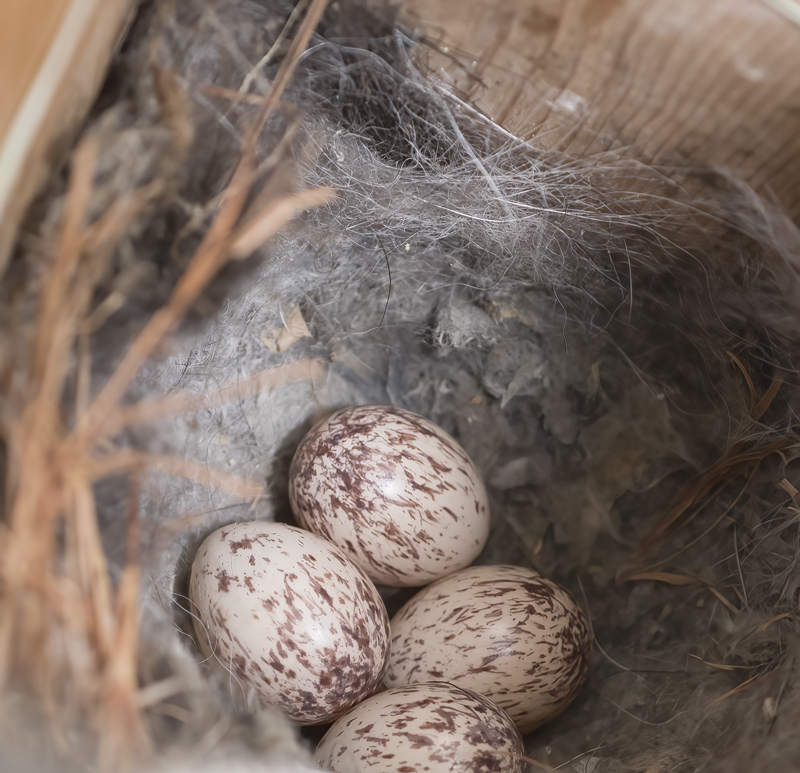 Ash-throated_Flycatcher_18_CA_003
