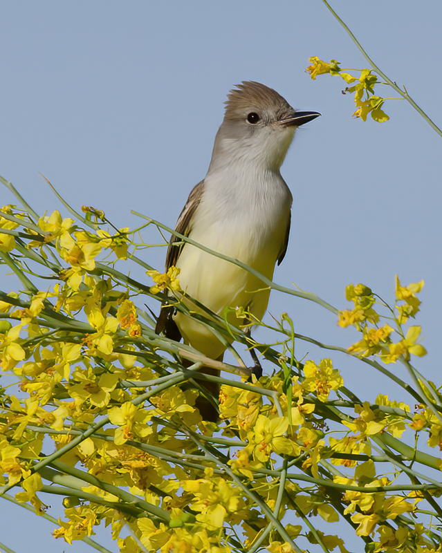 Ash_throated_Flycatcher_13_CA_005