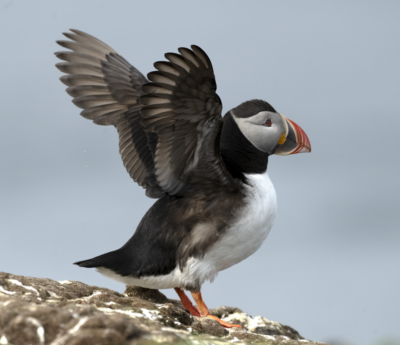 Atlantic_Puffin_22_Iceland_018