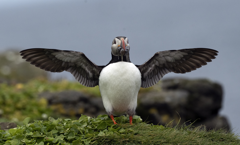 Atlantic_Puffin_22_Iceland_026