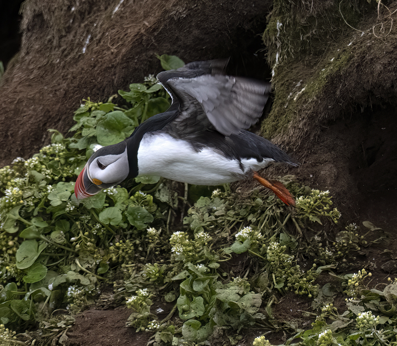 Atlantic_Puffin_22_Iceland_063