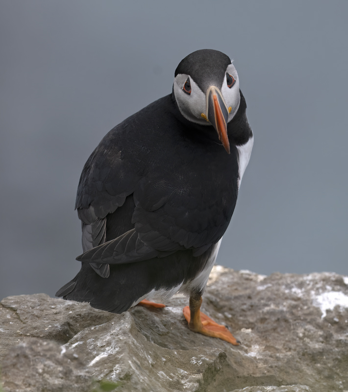 Atlantic_Puffin_22_Iceland_129