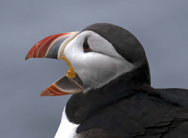 Atlantic_Puffin_22_Iceland_188