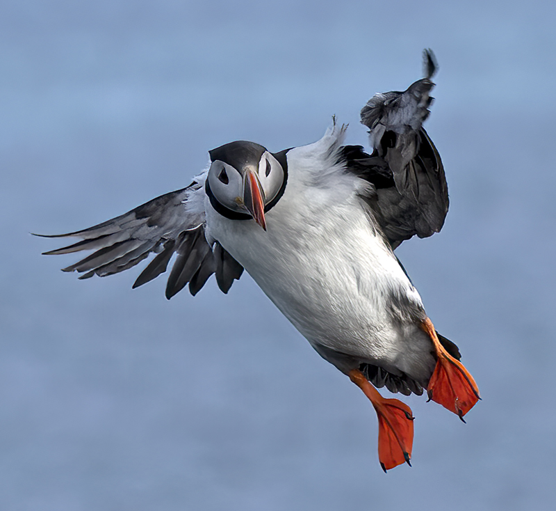 Atlantic_Puffin_22_Iceland_214