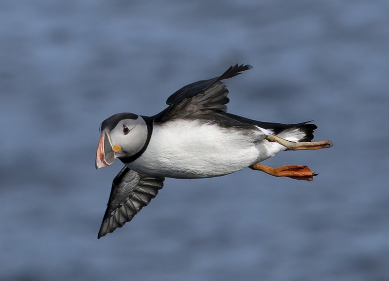 Atlantic_Puffin_22_Iceland_218