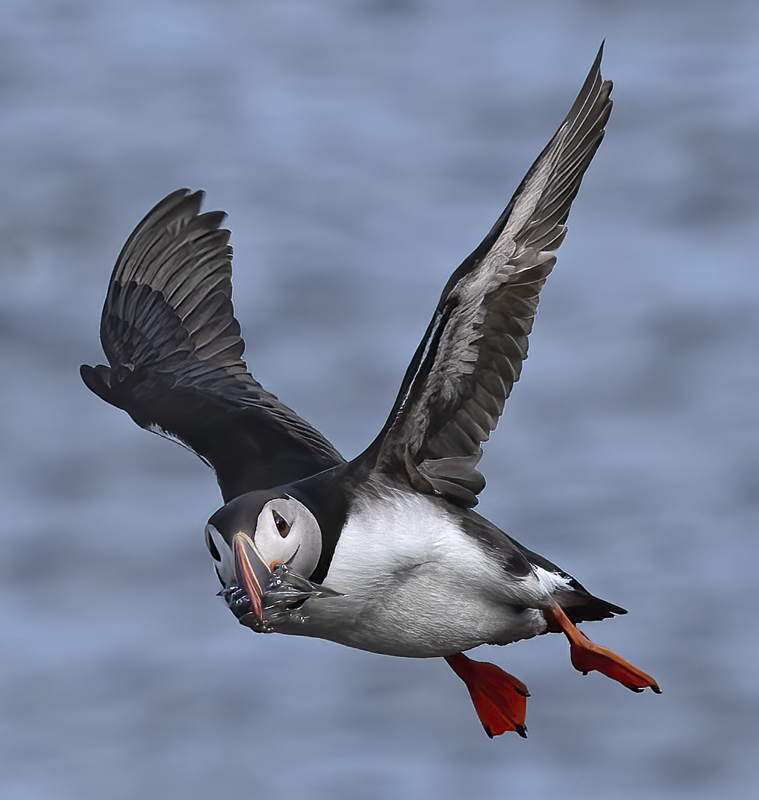 Atlantic_Puffin_22_Iceland_221