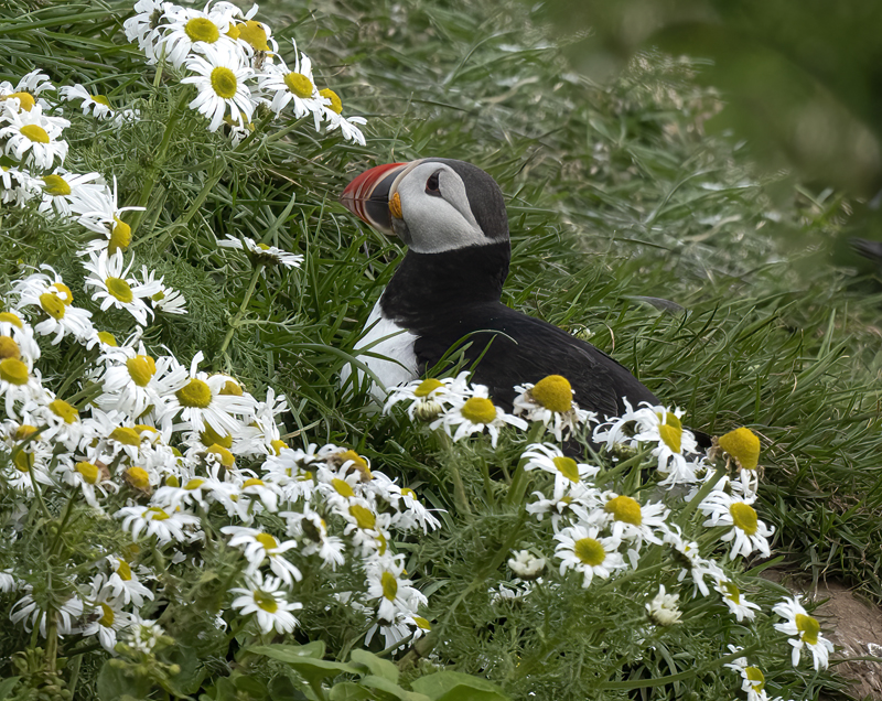 Atlantic_Puffin_22_Iceland_265
