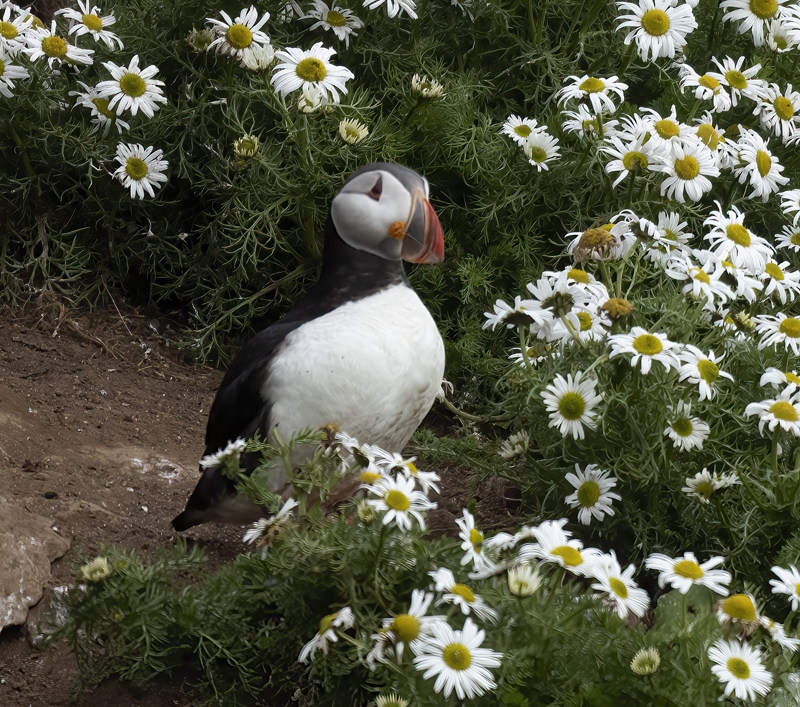 Atlantic_Puffin_22_Iceland_273