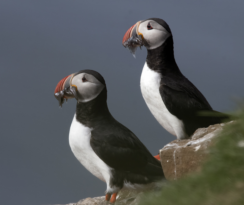 Atlantic_Puffin_22_Iceland_345