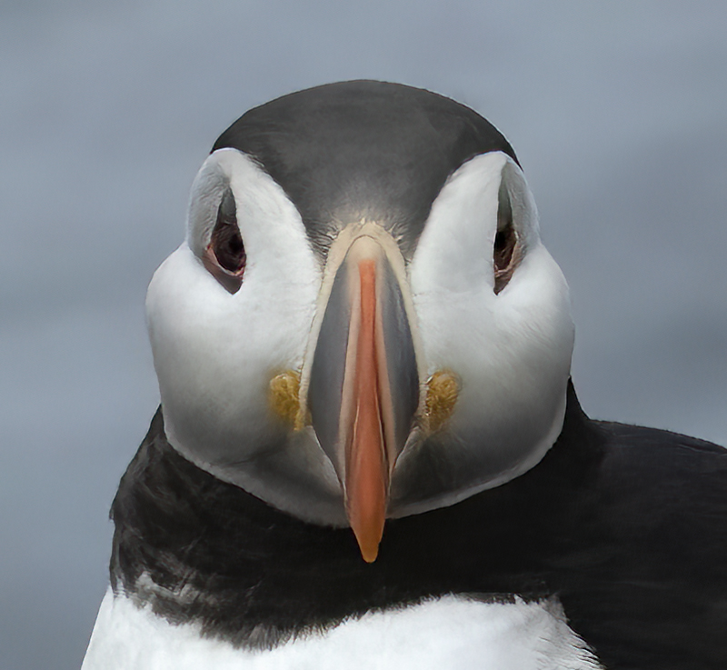 Atlantic_Puffin_22_Iceland_485