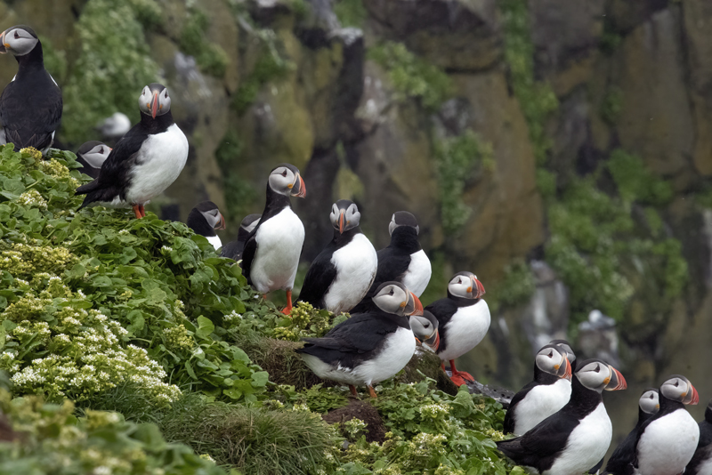 Atlantic_Puffin_22_Iceland_504