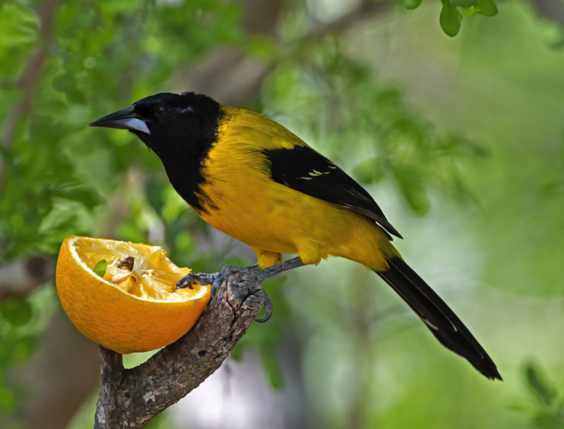 Audubon_Oriole_19_TX_084