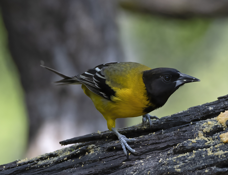 Audubon_Oriole_19_TX_088