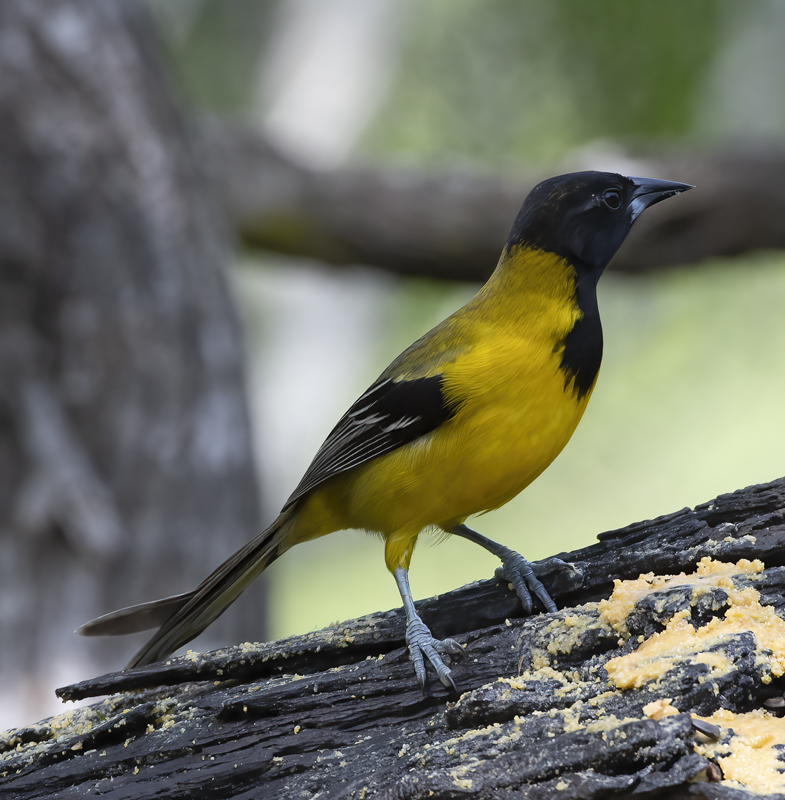 Audubon_Oriole_19_TX_110
