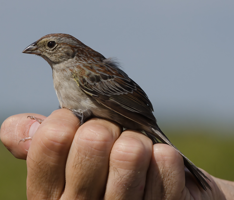 Bachmans_Sparrow_11_FL_006