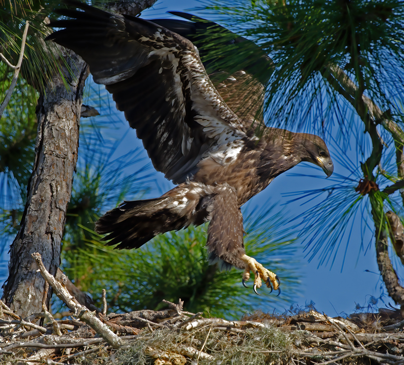 Bald_Eagle_11_FL_387