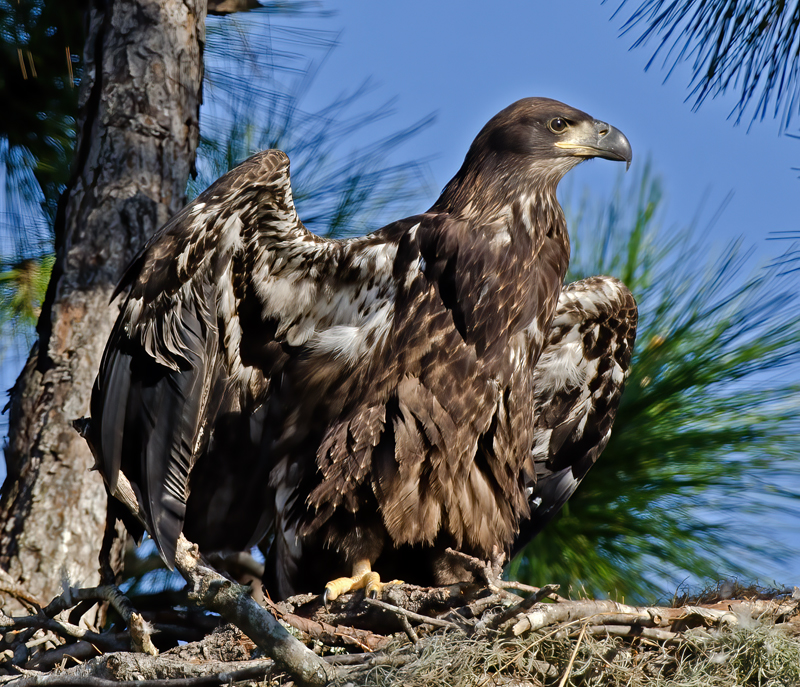 Bald_Eagle_11_FL_412