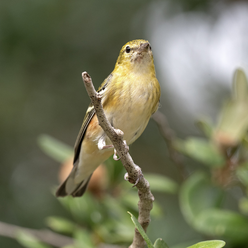 Bay-breasted_Warbler_24_TX_C_504