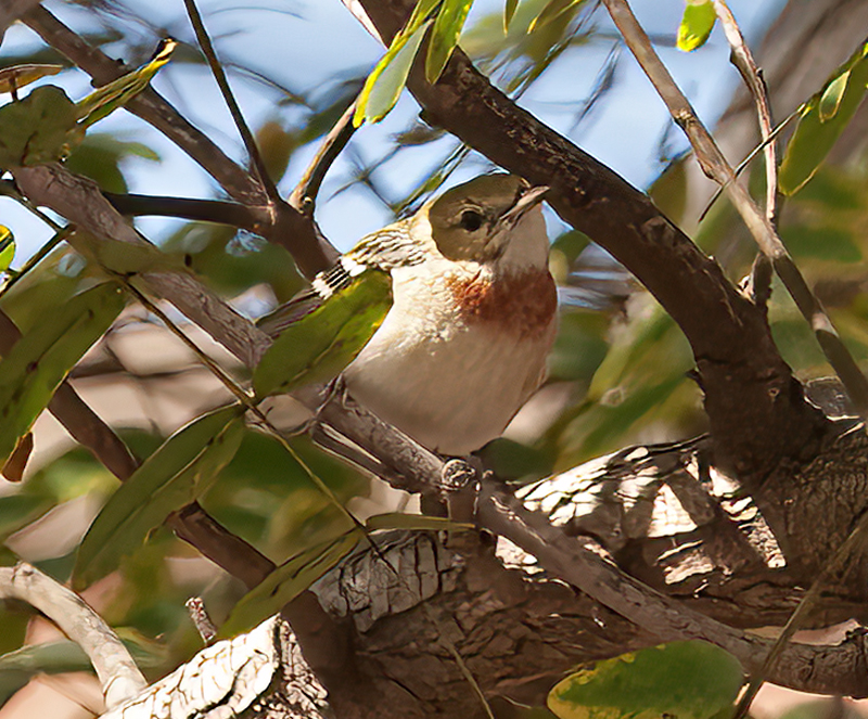Bay_breasted_Warbler_14_CA_010