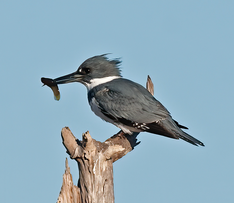 Belted_Kingfisher_11_FL_012