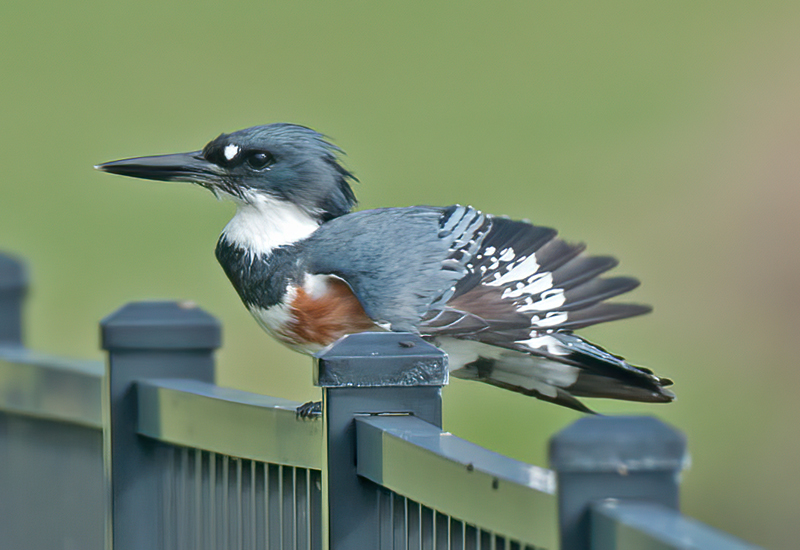 Belted_Kingfisher_11_FL_109