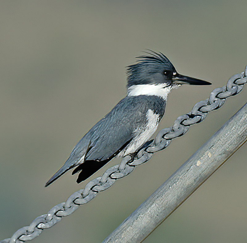 Belted_Kingfisher_14_CA_014