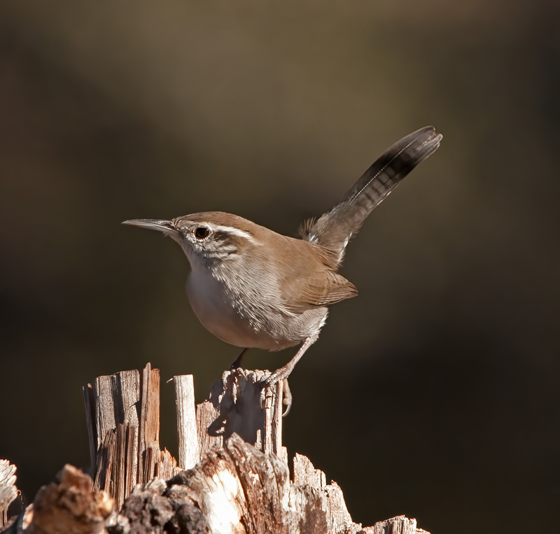 Bewicks_Wren_12_CA_022