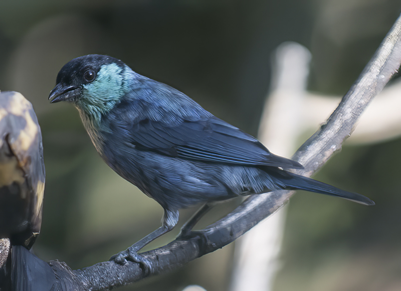 Black-capped_Tanager_18_Ecuador_005