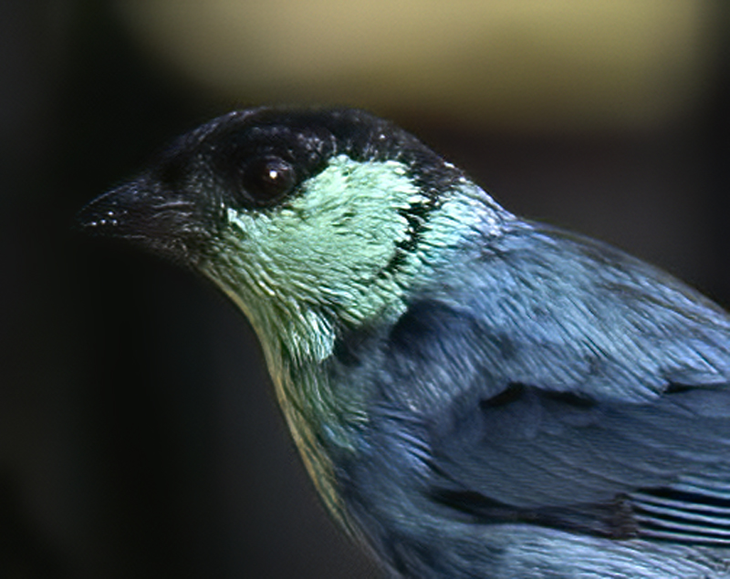 Black-capped_Tanager_18_Ecuador_011