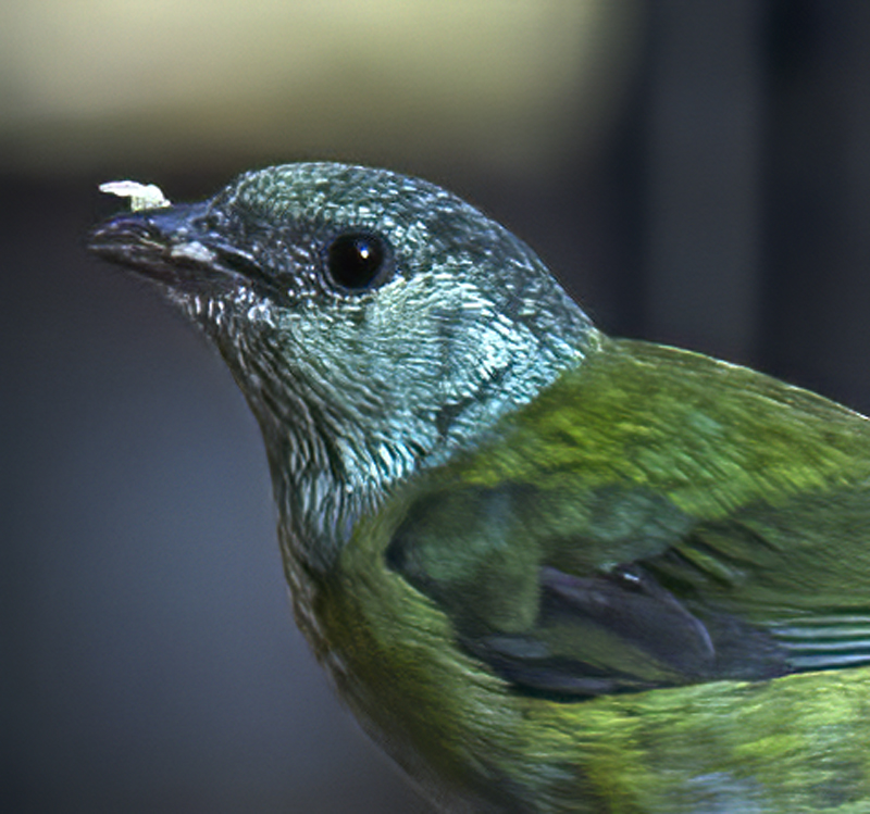 Black-capped_Tanager_18_Ecuador_012