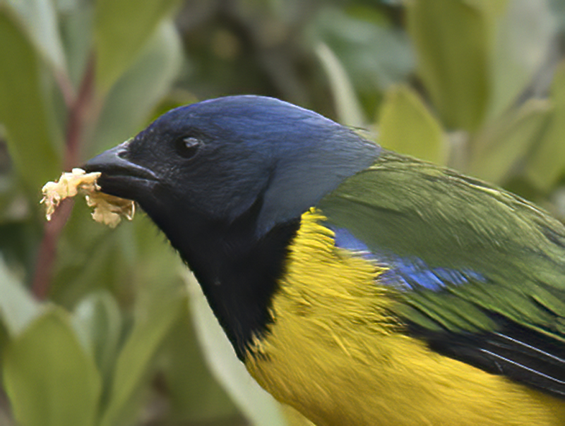 Black-chested_Mountain-tanager_18_Ecuador_001