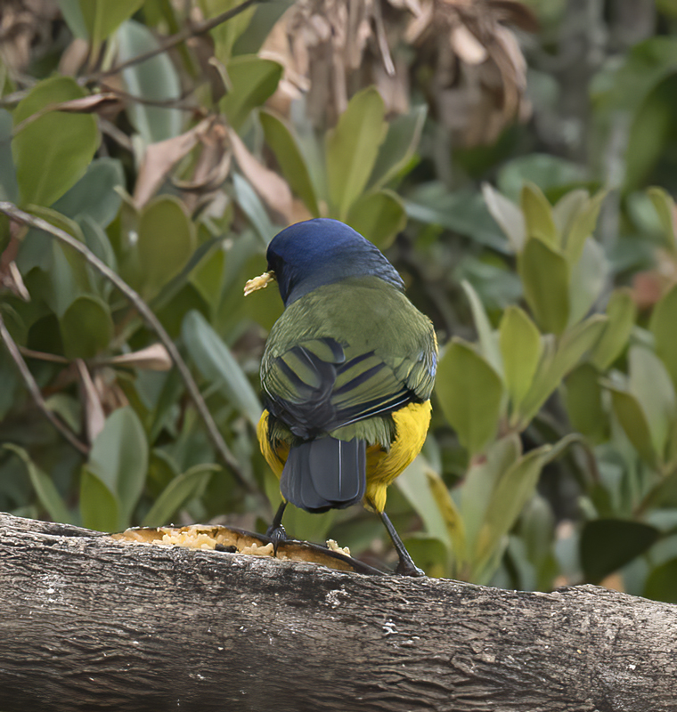 Black-chested_Mountain-tanager_18_Ecuador_002