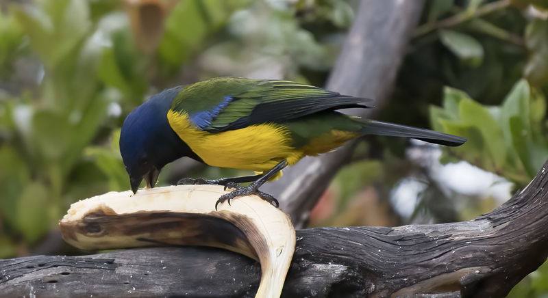 Black-chested_Mountain-tanager_18_Ecuador_004