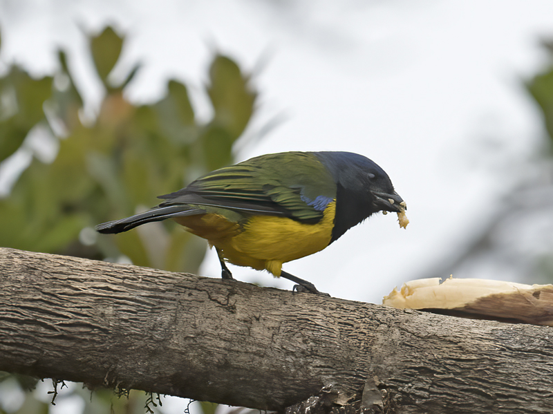Black-chested_Mountain-tanager_18_Ecuador_006