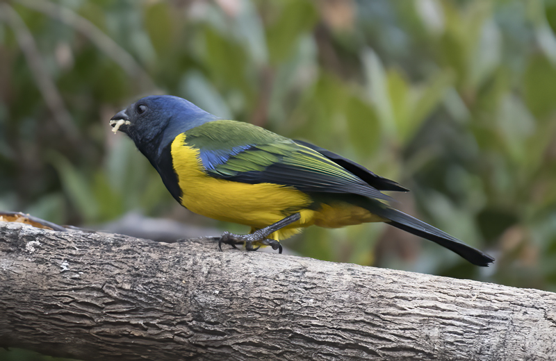 Black-chested_Mountain-tanager_18_Ecuador_007