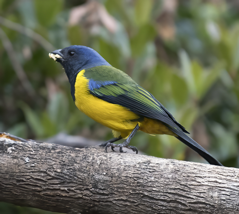 Black-chested_Mountain-tanager_18_Ecuador_008