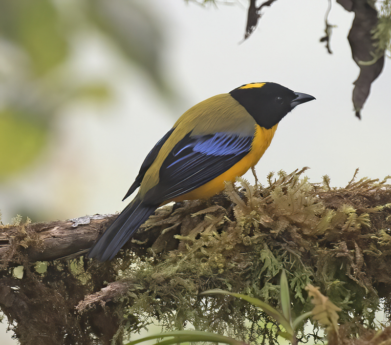 Black-chinned_Mountain-Tanager_18_Ecuador_001