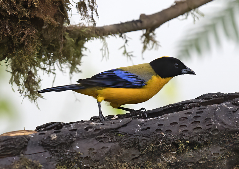 Black-chinned_Mountain-Tanager_18_Ecuador_004