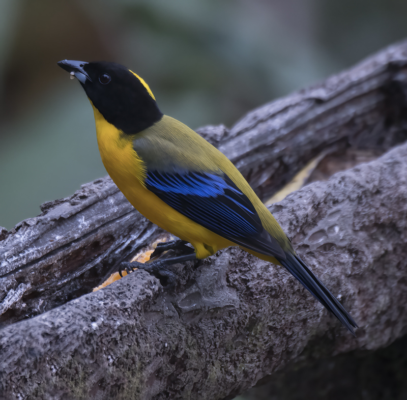Black-chinned_Mountain-tanager_18_Ecuador_019 (1)
