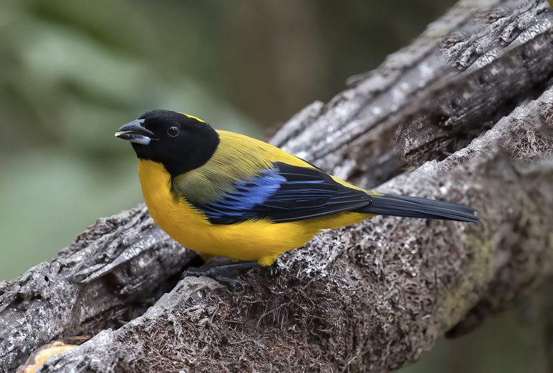 Black-chinned_Mountain-tanager_18_Ecuador_019