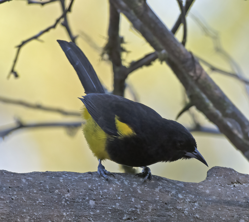 Black-cowled_Oriole_18_Costa_Rica_040