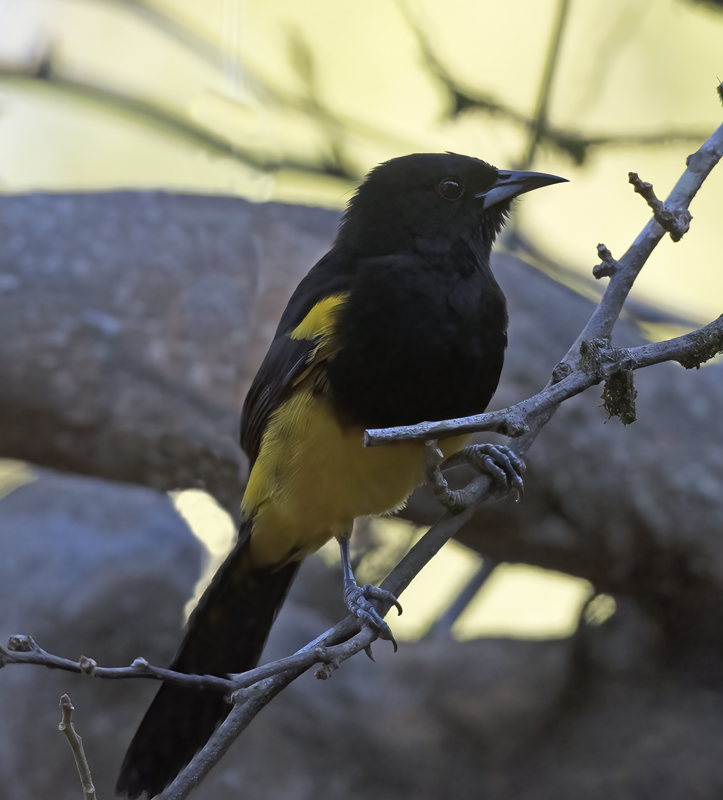 Black-cowled_Oriole_18_Costa_Rica_041