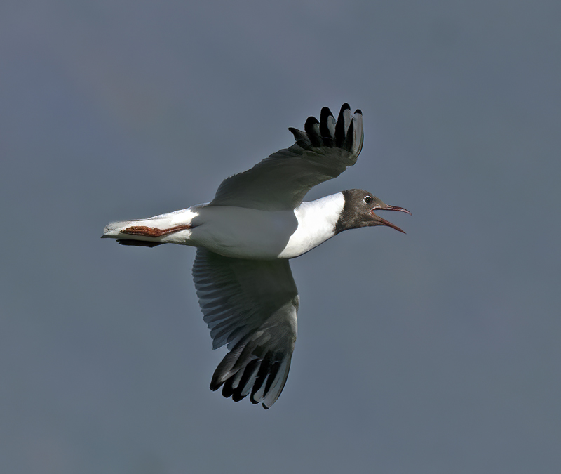 Black-headed_Gull_22_Iceland_001