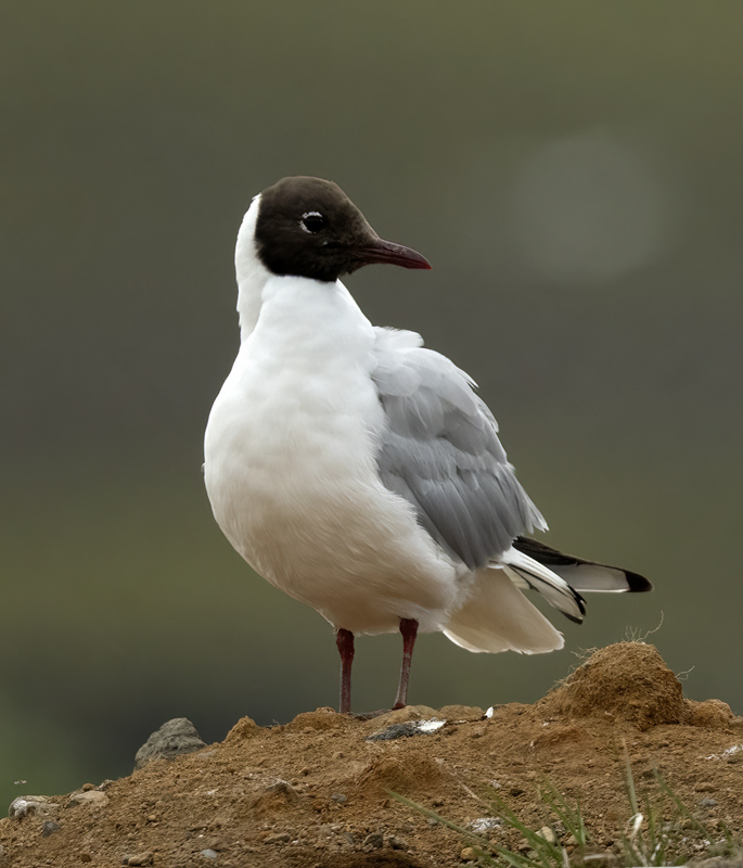 Black-headed_Gull_22_Iceland_009