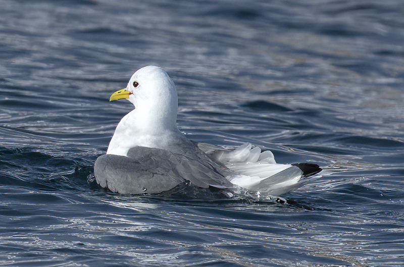 Black-legged Kittiwake_23_Norway_007