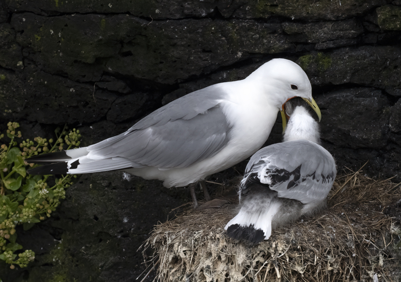 Black-legged_Kittiwake_22_Iceland_009