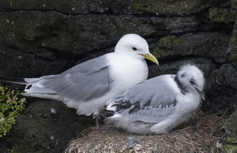 Black-legged_Kittiwake_22_Iceland_011