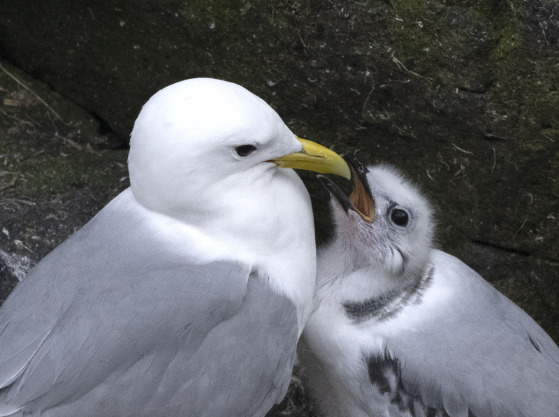 Black-legged_Kittiwake_22_Iceland_014